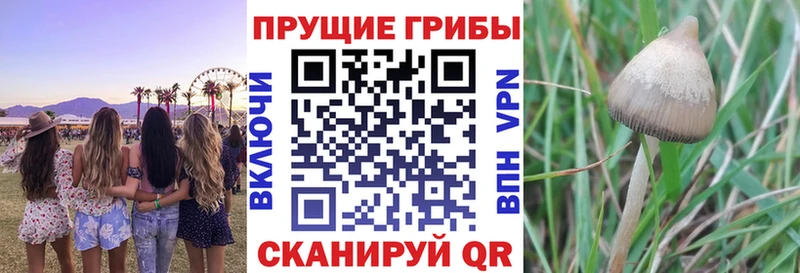Псилоцибиновые грибы прущие грибы Купить где Княгинино